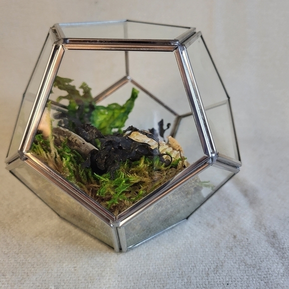 Ethically Sourced Ocean Scene in Terrarium - Picture 5 of 11